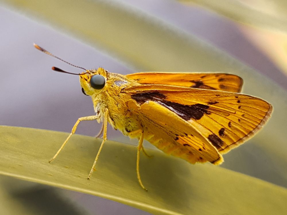 Photograph by Indah Asmoro