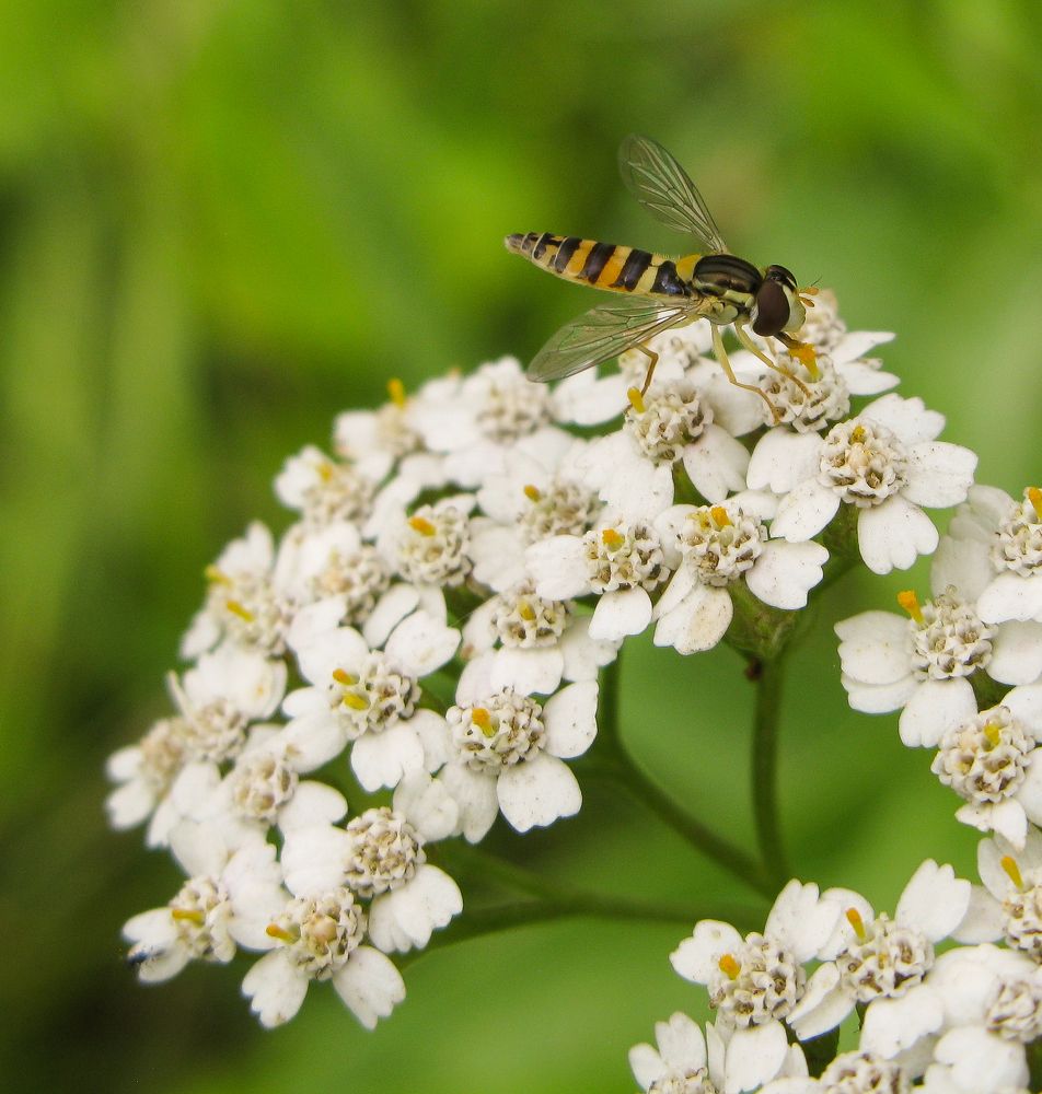 Photograph by Юлия Чиботарь