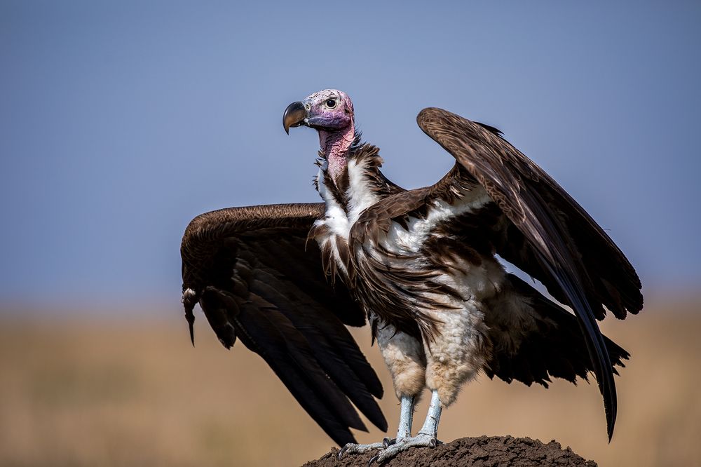 Photograph by Sangeetha Damodaran