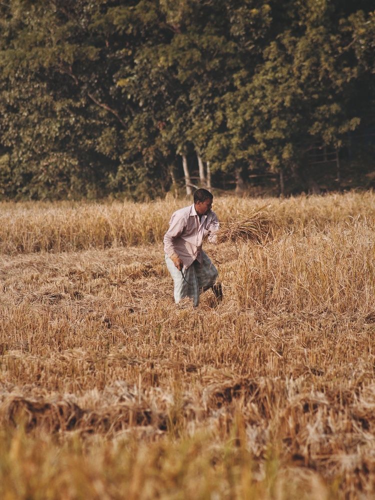 A farmer is cutting paddy.