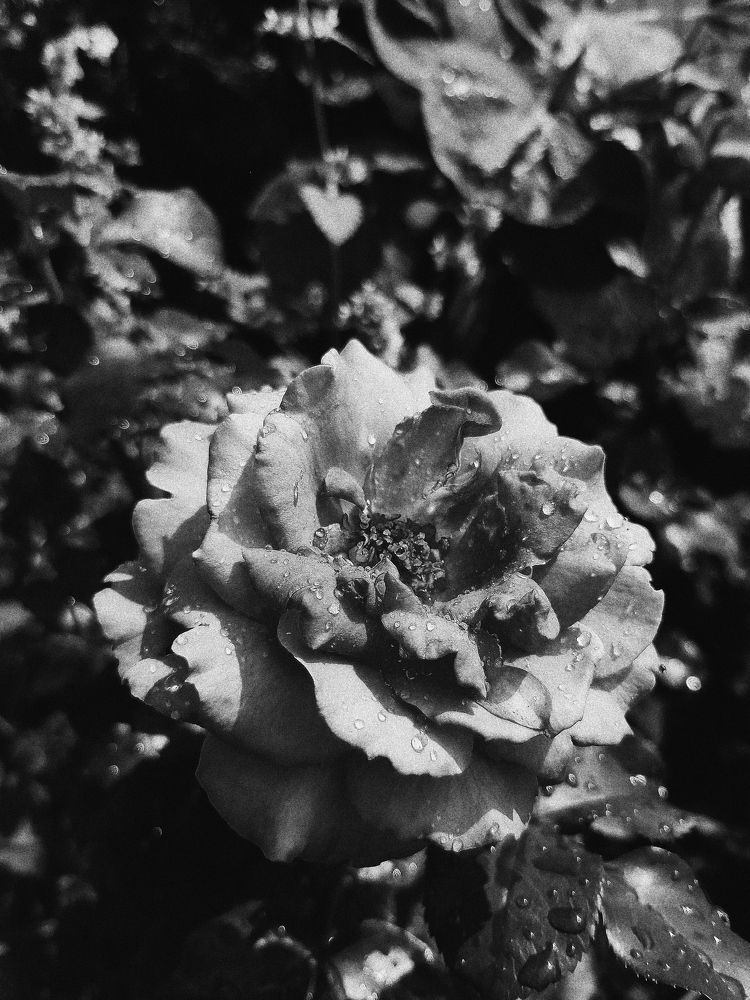Photograph by Элина