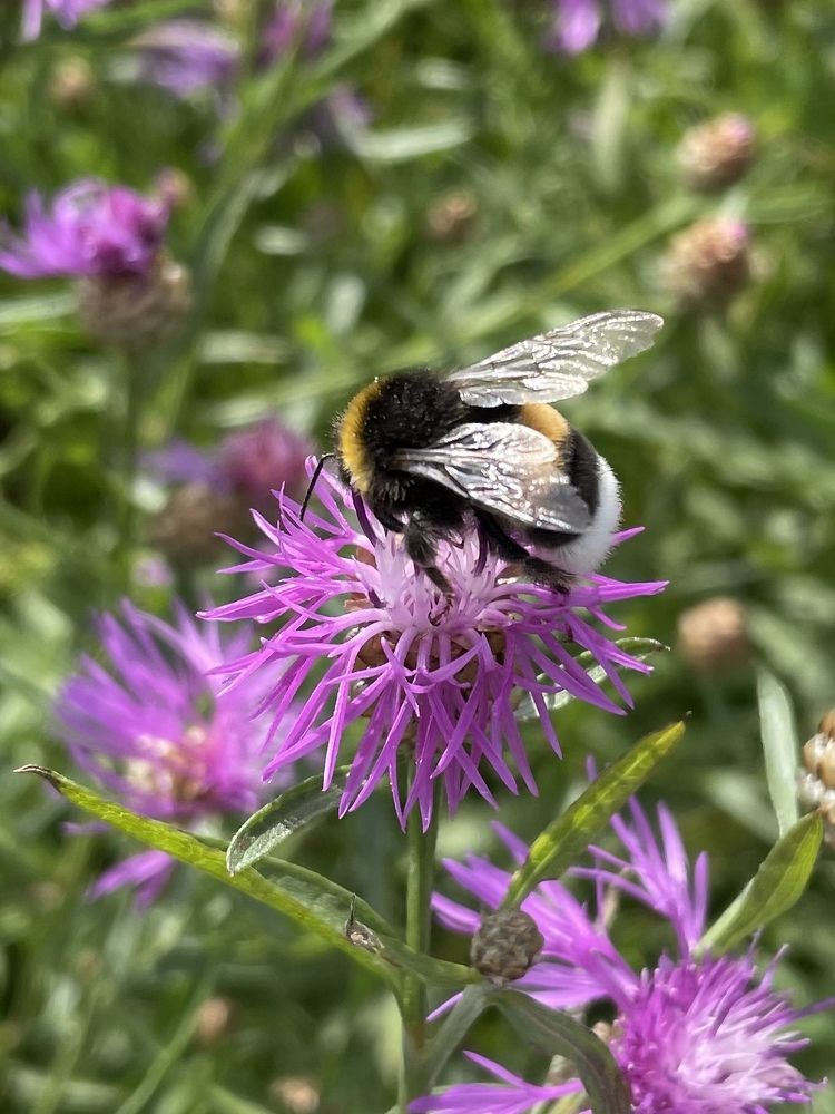 Июльский луг