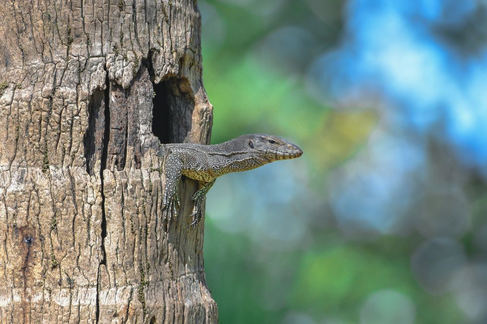 Thriving for survival