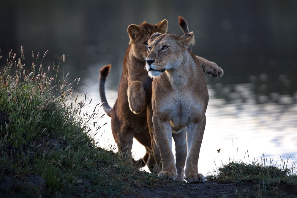 Эффект неожиданности
