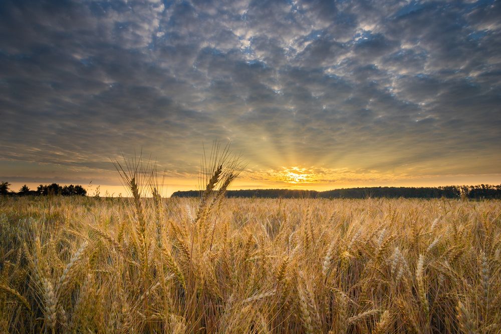 Русское поле