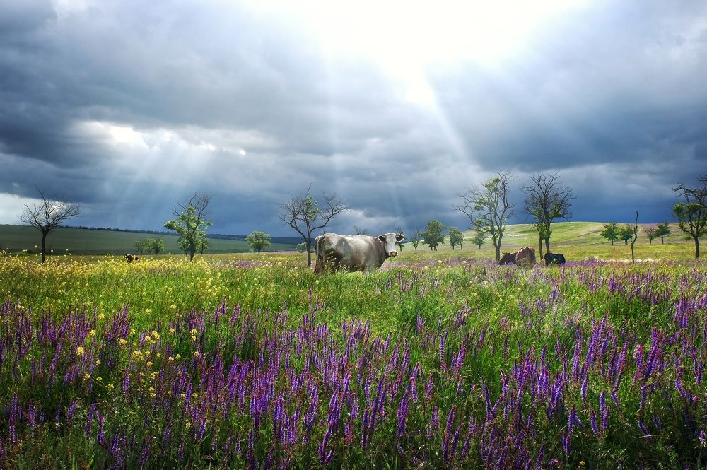 Photograph by Михаил Зорин