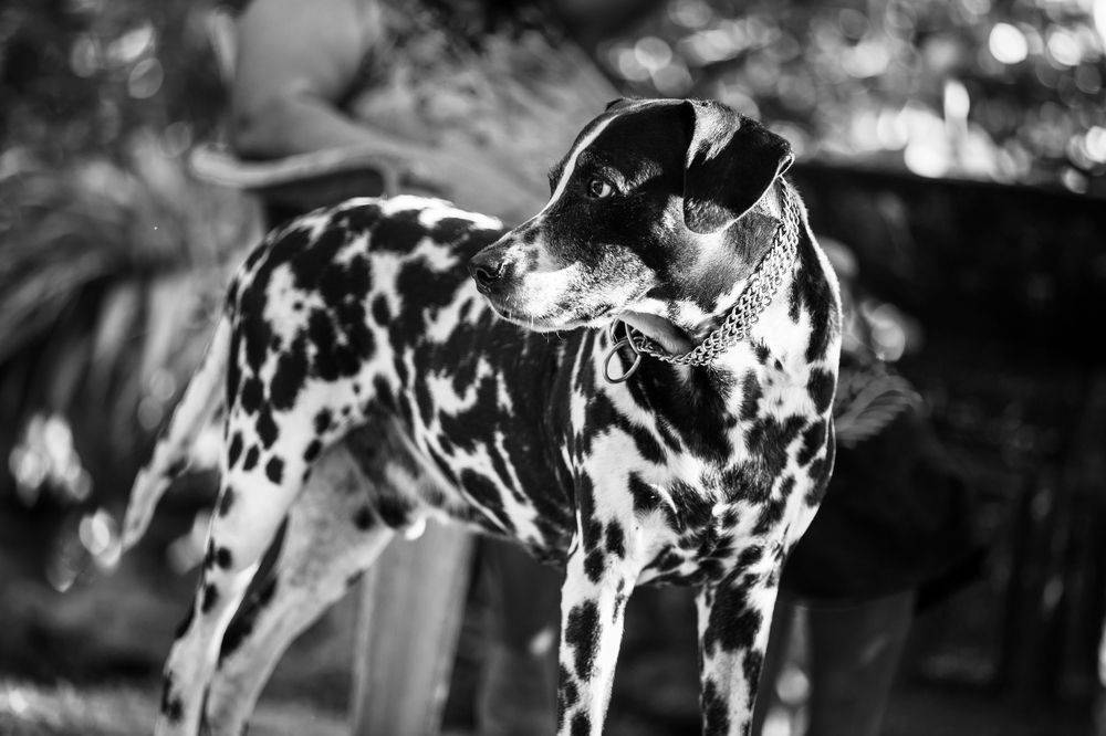 Photograph by Ishan C Karunarathne