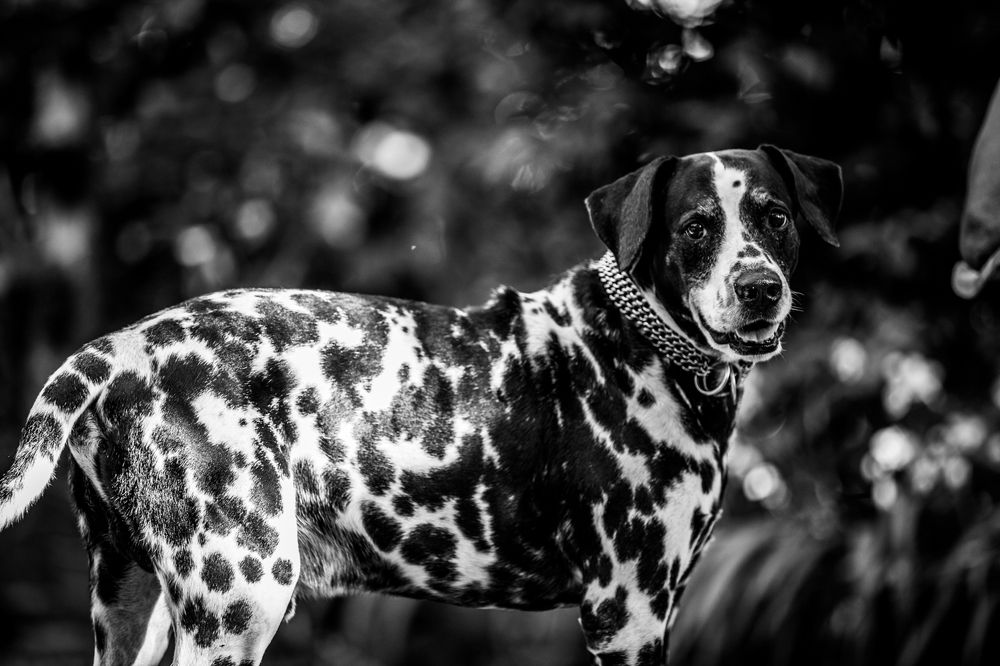 Photograph by Ishan C Karunarathne