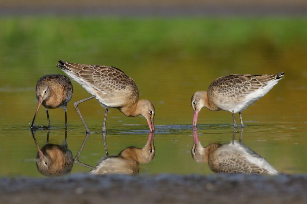 Photograph by Владимир Шебаршенко