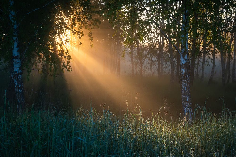 В березовой роще