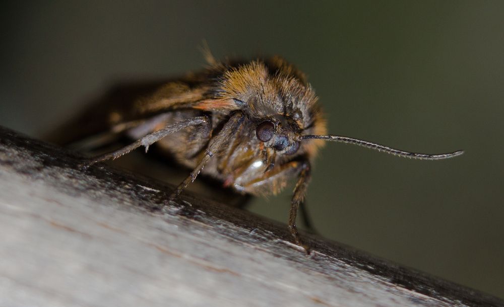 Photograph by Нина Минченко