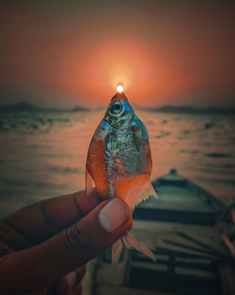 Sun-Fish