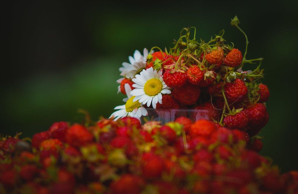 Photograph by Татьяна Шандромайло