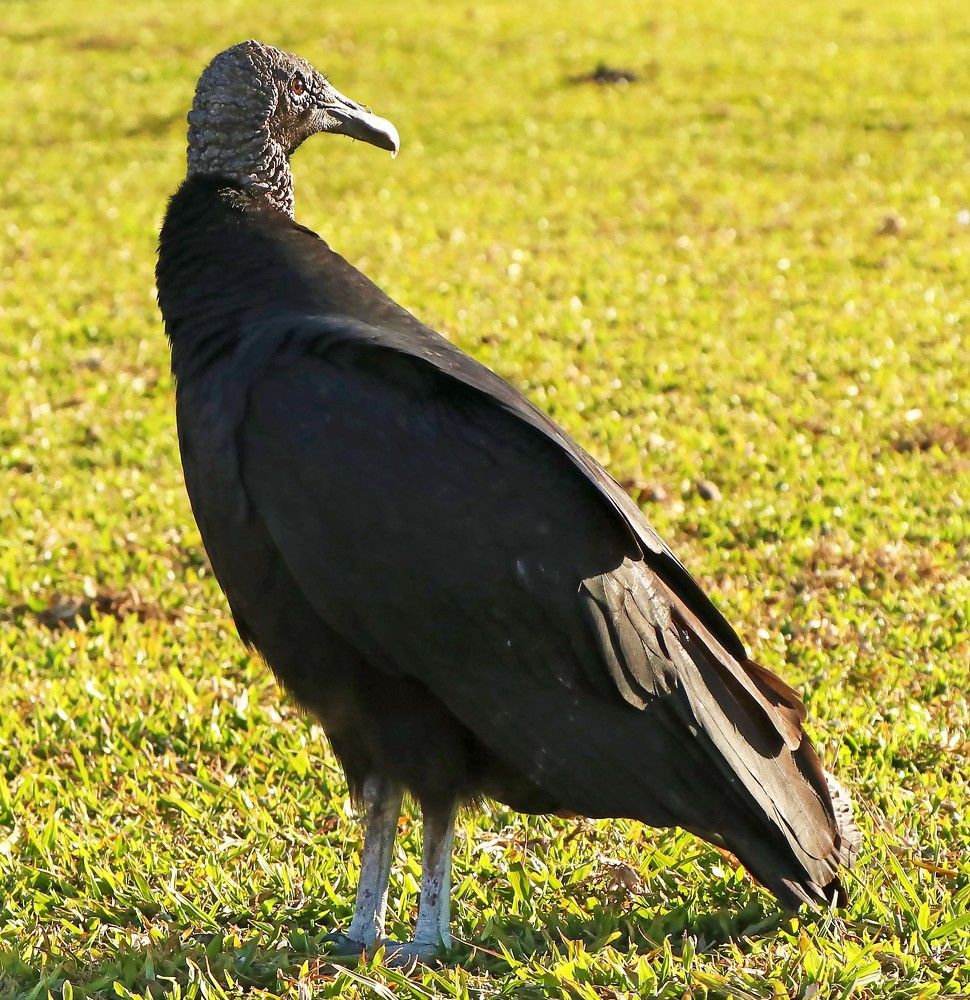 Photograph by Simone Guaselle