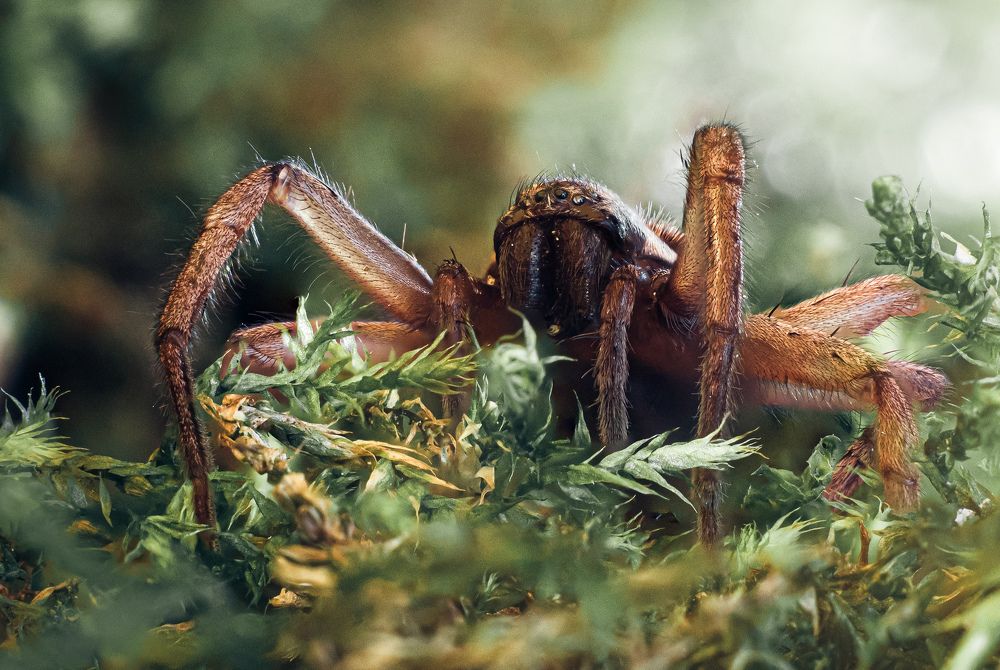 Выйти на охоту