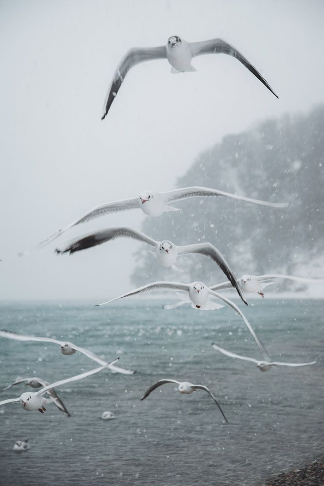 Чайки над взморьем