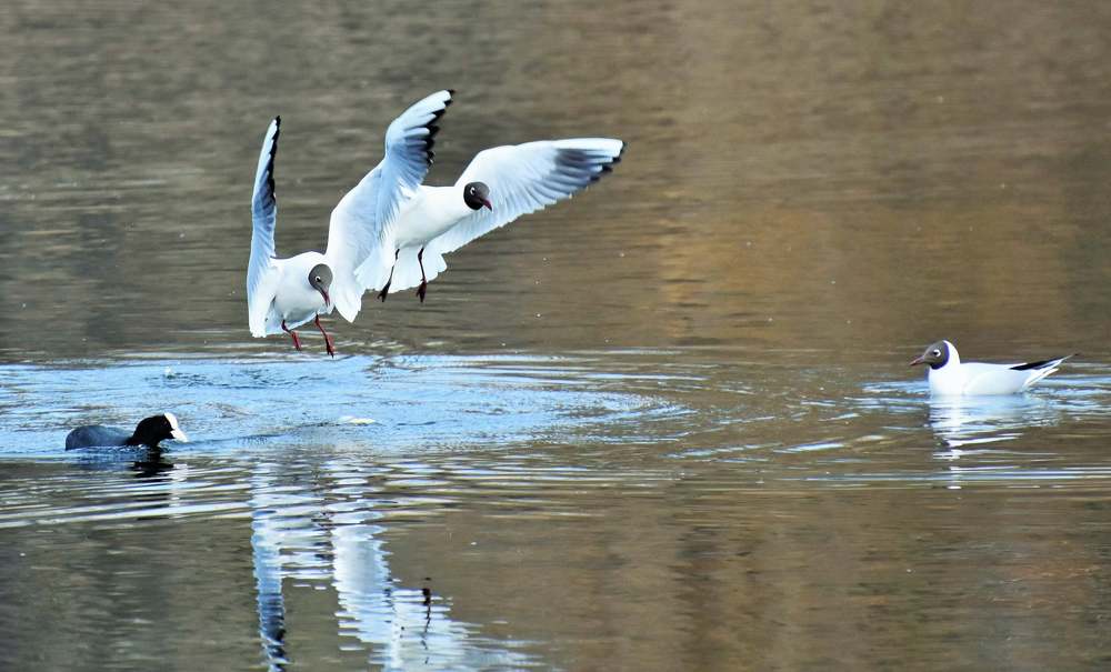 Photograph by Олександр Розум