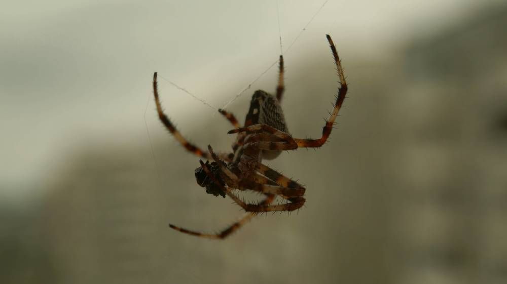 Photograph by Иван Кирилков