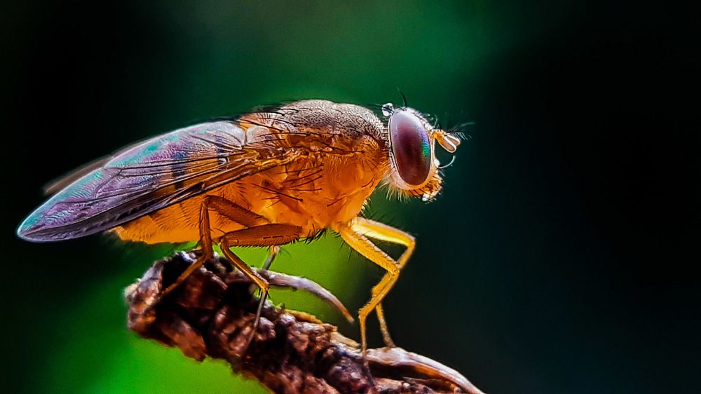 Photograph by Dwight Ralph Arsolon