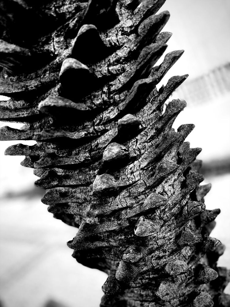 Jacob scalam (Jaco ladder)