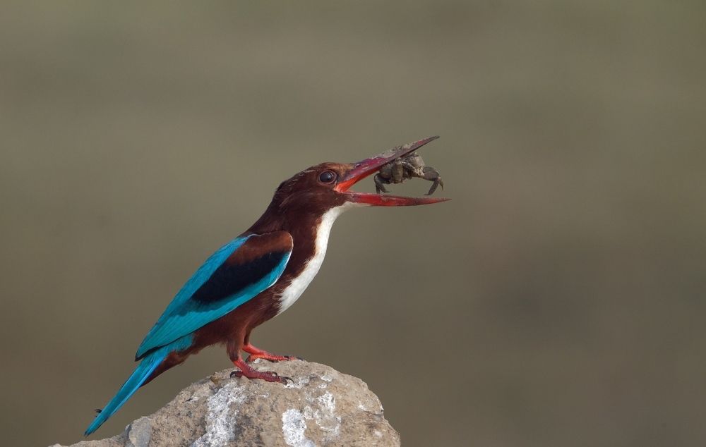 White breasted Kingfisher