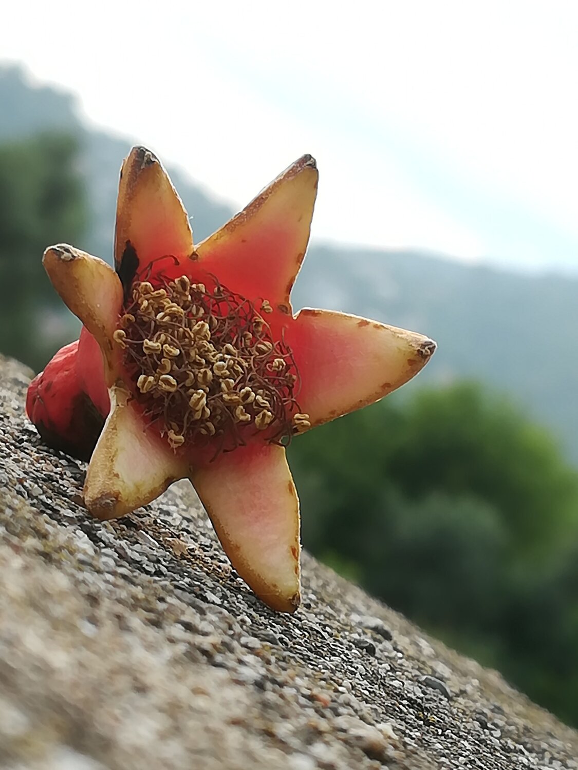 Цвет граната. Pomegranate color.