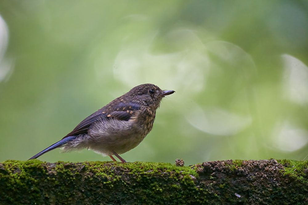 Photograph by Kushan Madushanka Sonnadara