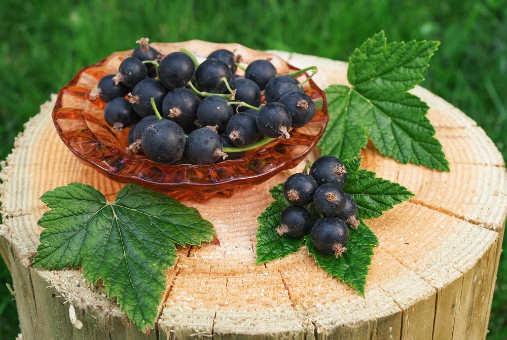 Photograph by Олег Милеев (Каминцев)