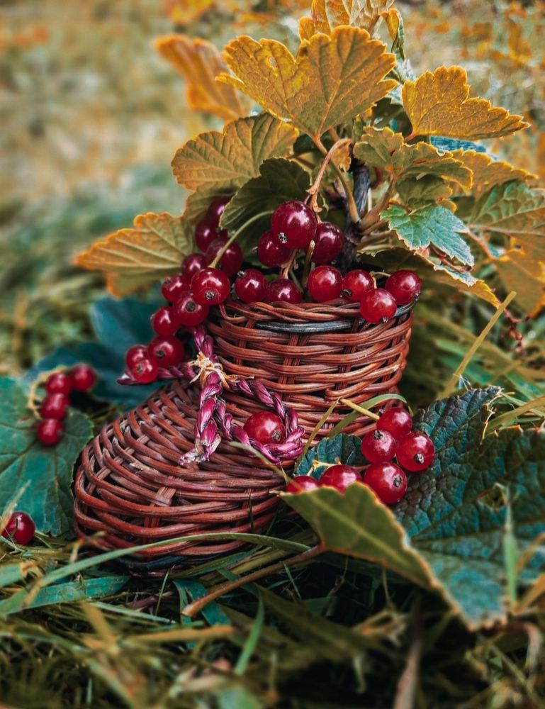 Photograph by Дина Чаица