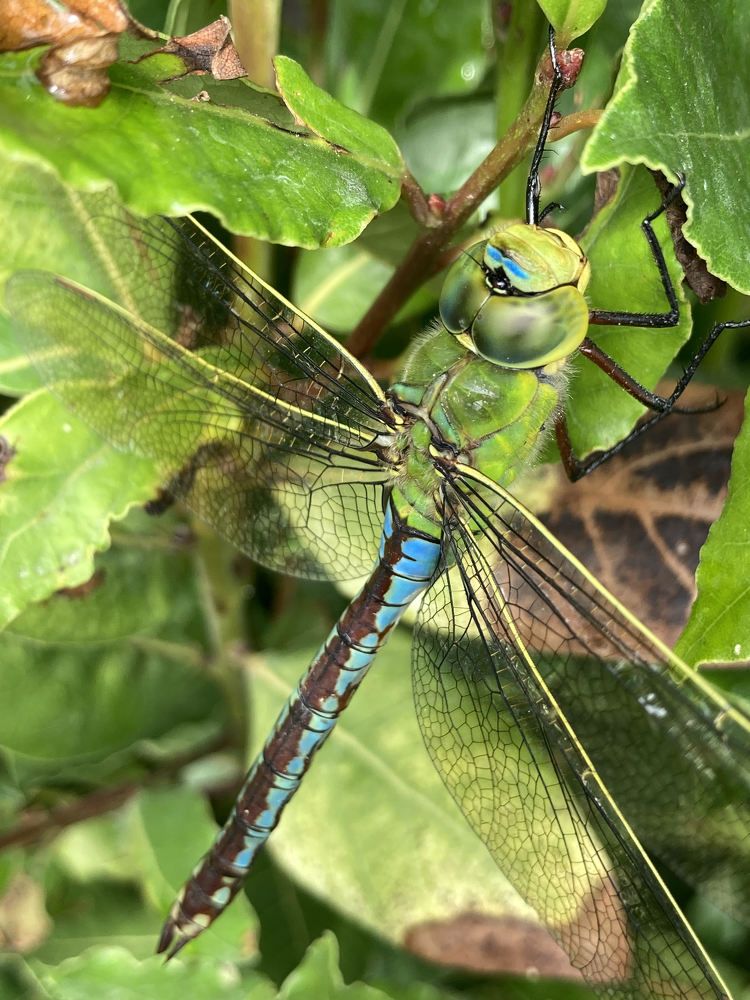 Descendant of Meganeura