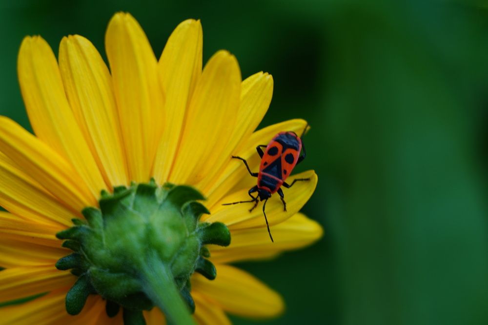 Photograph by Александр Кизим