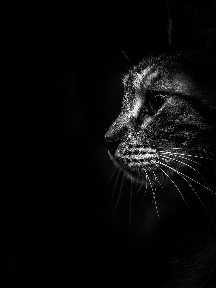 Photograph by Георгий Акопджанов