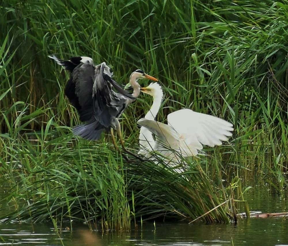 Photograph by Олександр Розум