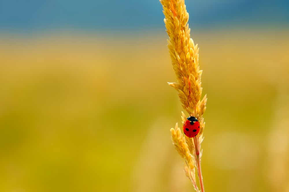a ladybug