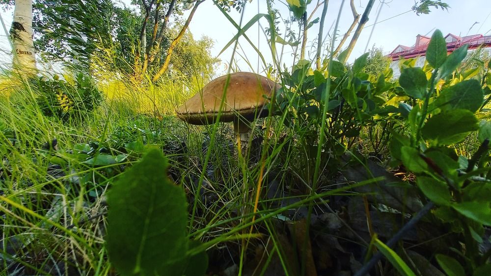 Тихая охота