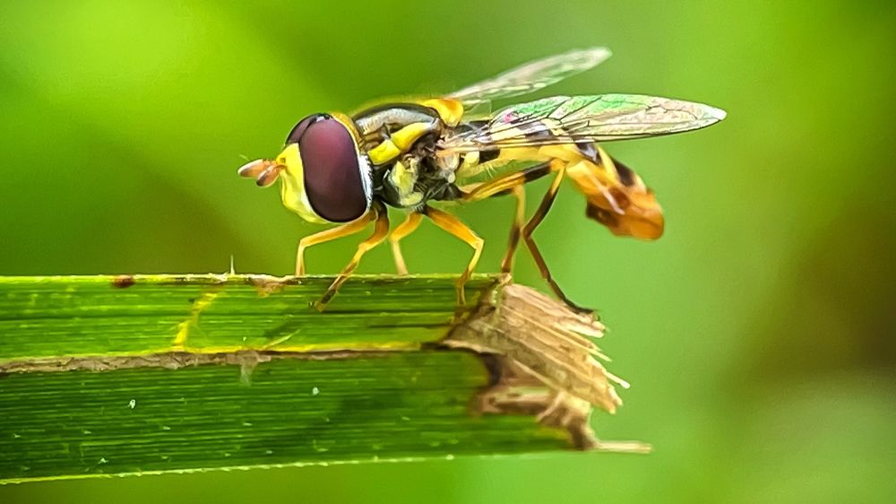 Photograph by Rozaidy Japrun