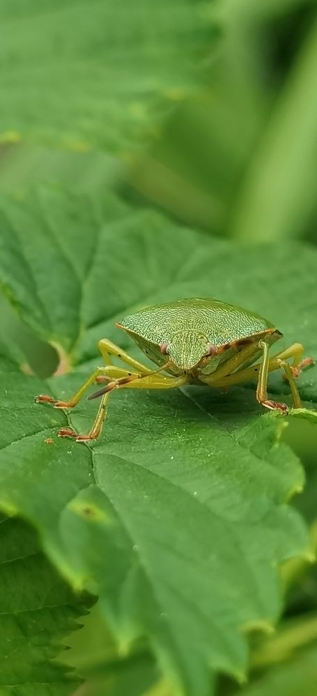 зелёный клоп