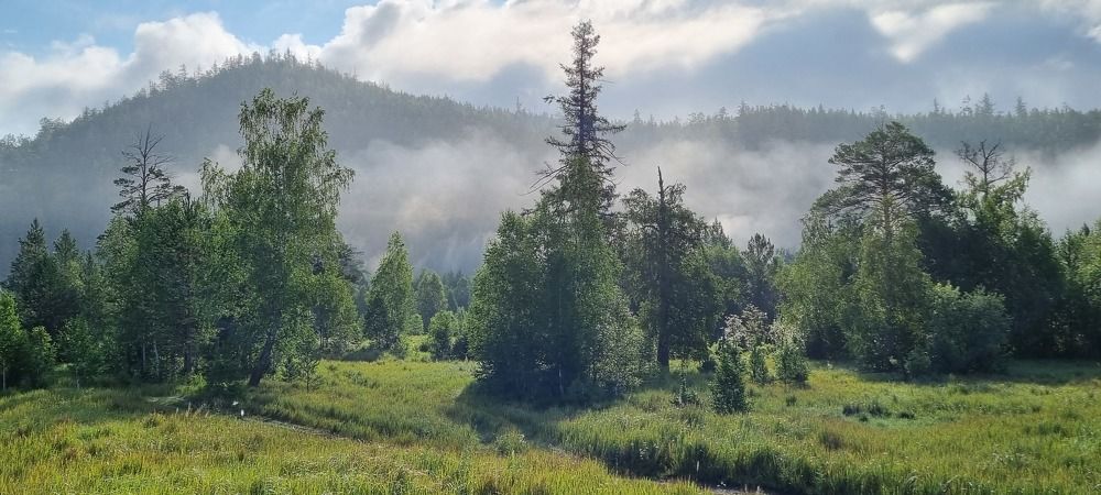 Утренний туман