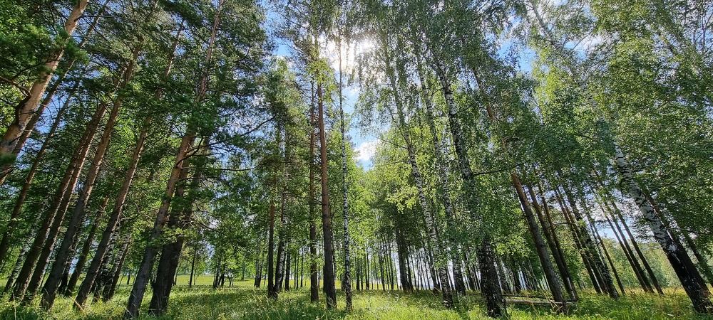 Утро в лесу