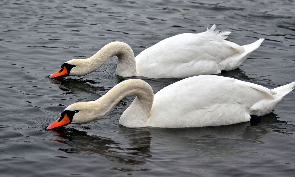 Синхронность