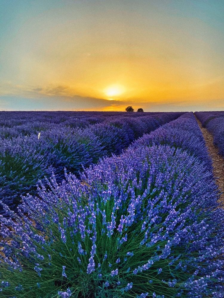 Закат на лавандовом поле