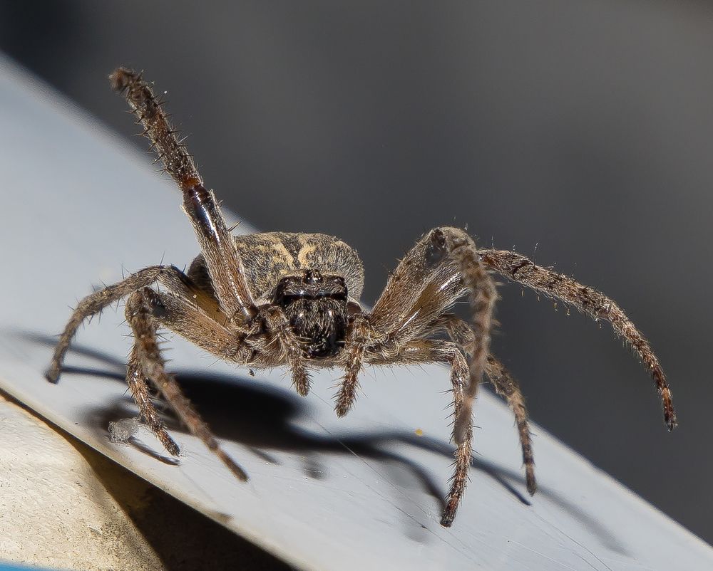 Паук-крестовик