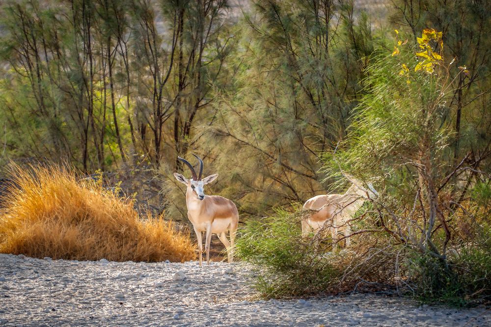 Photograph by Firas Abussaud
