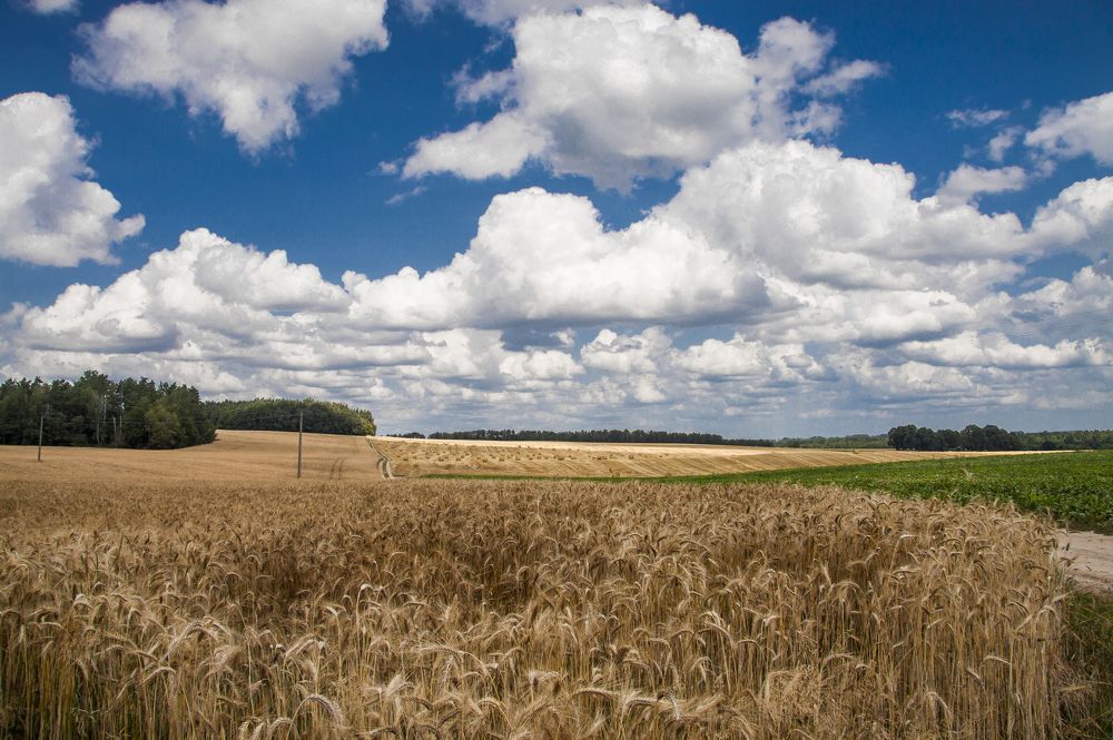 Июльский зной - 1