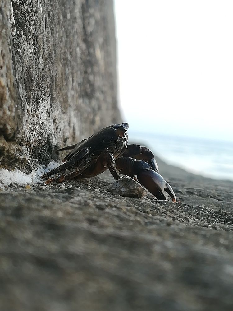 Krab Relax
