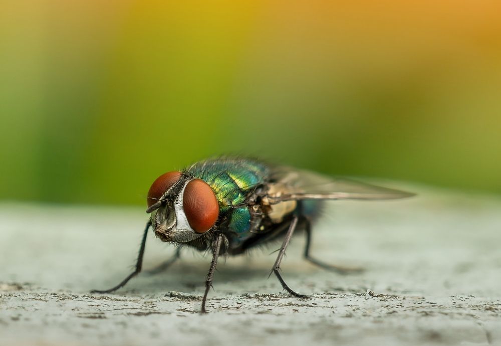 Фотография автора Oliwer Szatmari