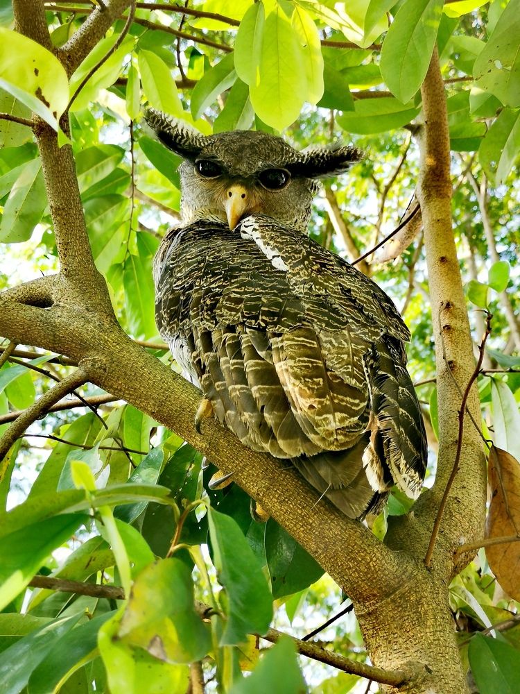 Barred eagle owl