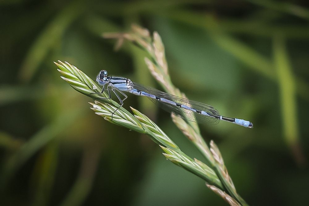 Photograph by Алексей Стариков