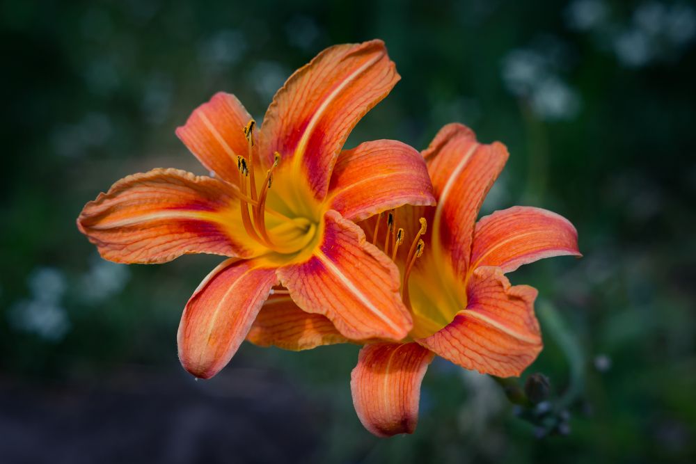 Photograph by Алексей Стариков