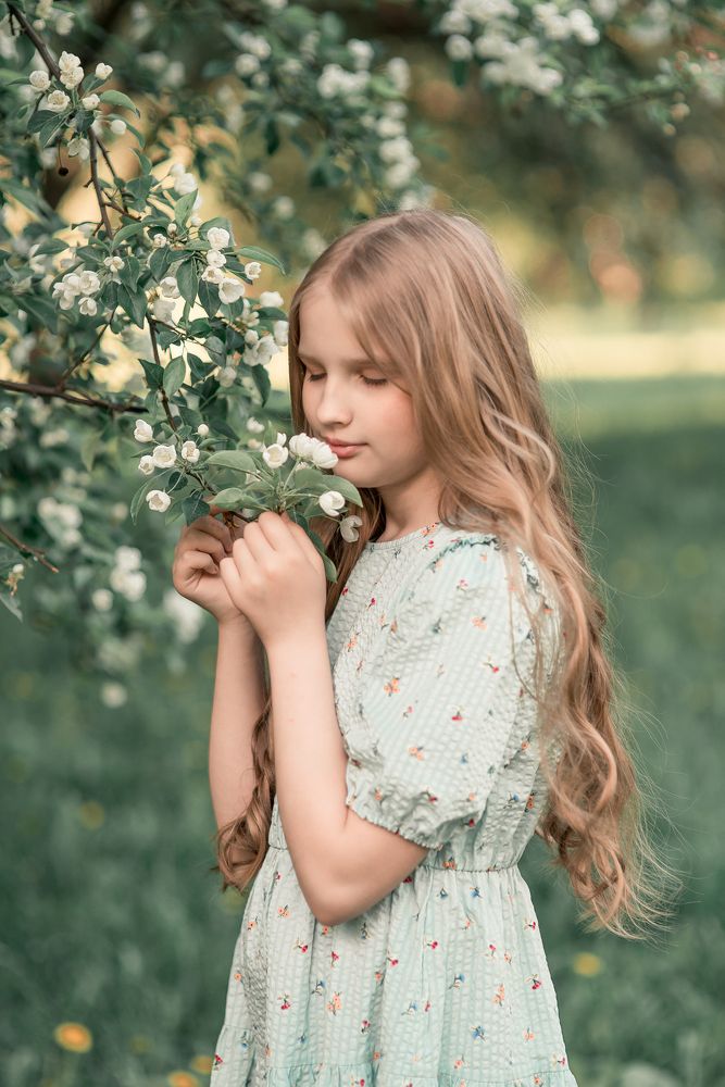 Цветение яблонь